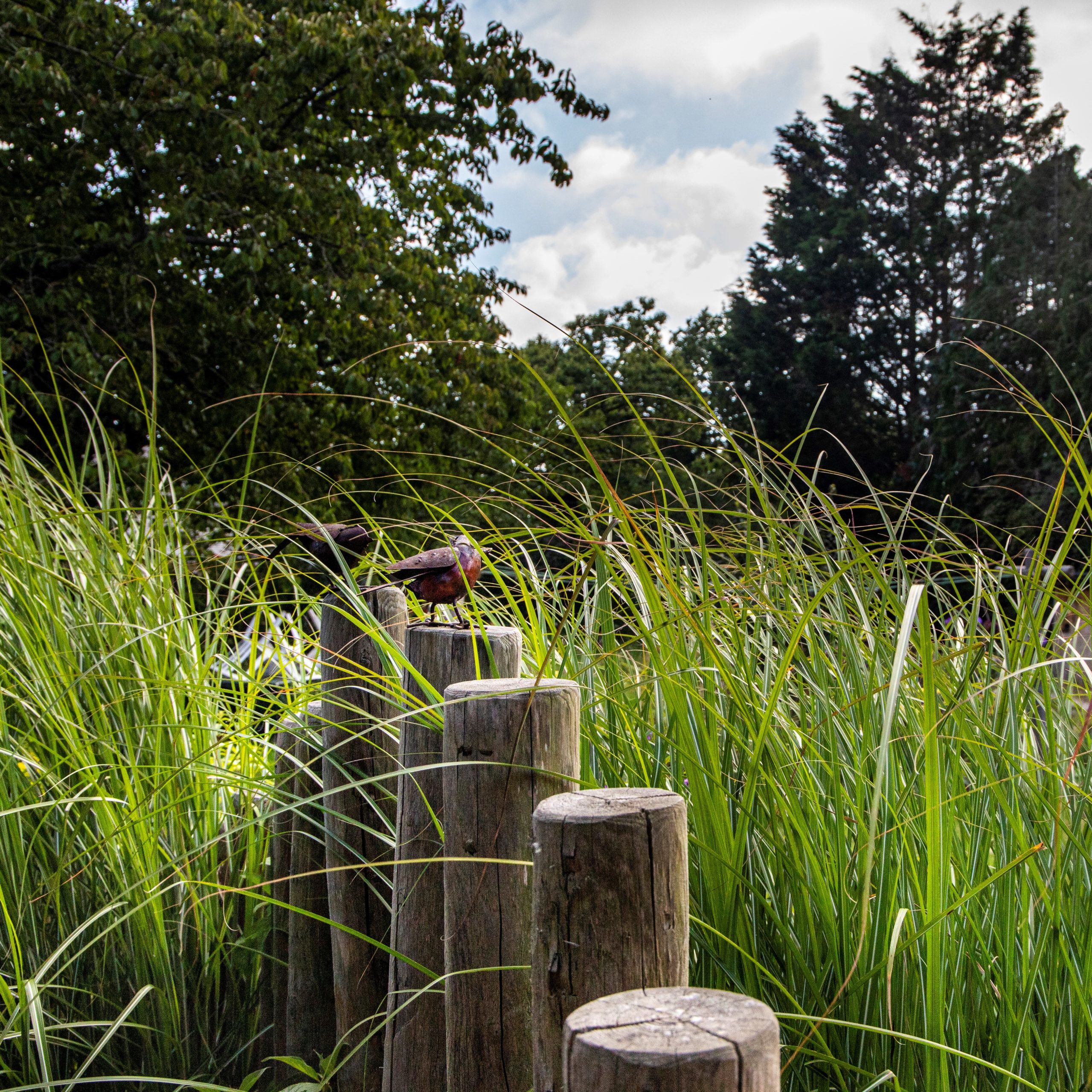 MohemeJardin-jardin-naturel3-sq