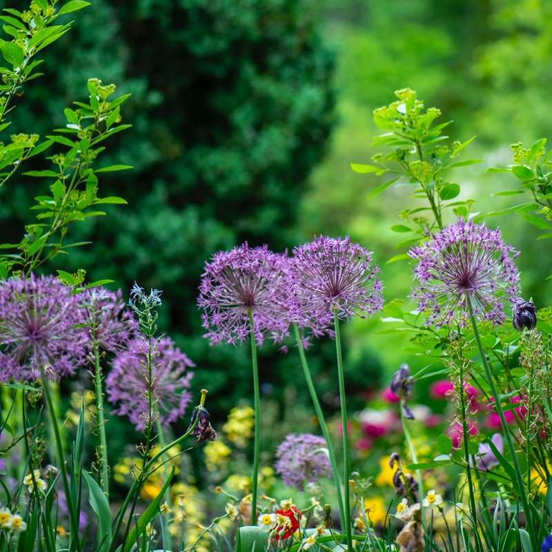 MohemeJardin-jardin-naturel4-sq