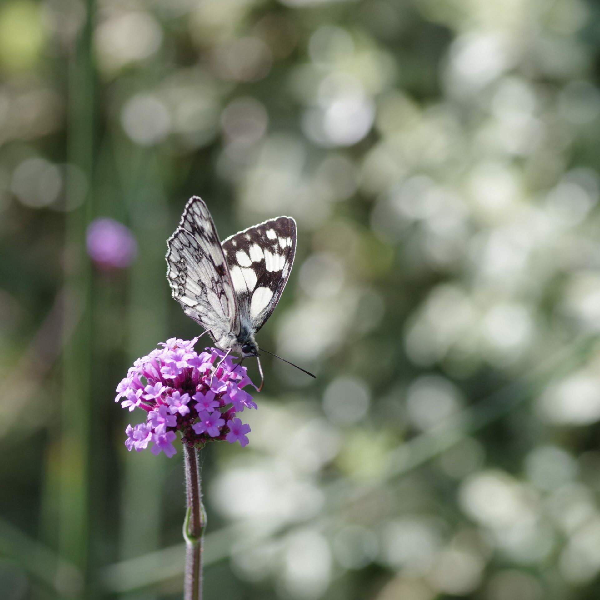 MohemeJardin-jardin-naturel4-sq