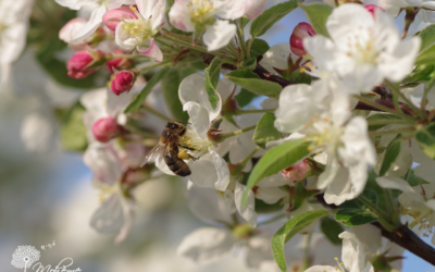 Un beau jardin naturel au Printemps