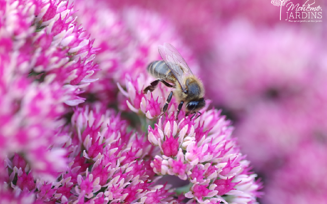 Mise en lumière du Sedum spectabile