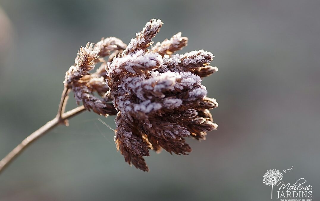 Un beau jardin naturel en hiver