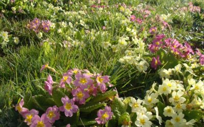 Un long jardin rennais et son allée sinueuse et fleurie