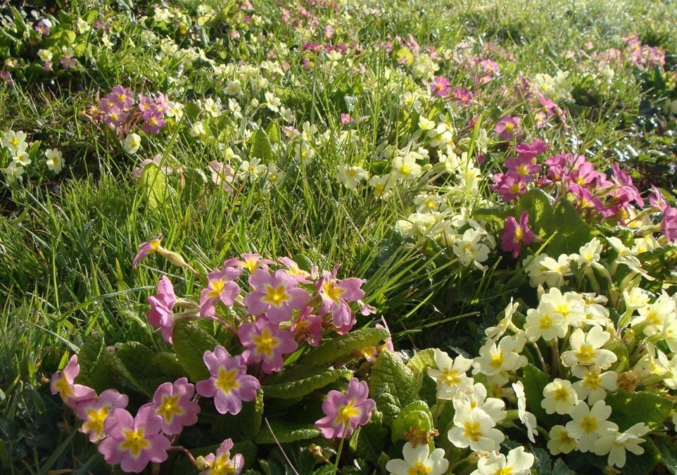 Un long jardin rennais et son allée sinueuse et fleurie