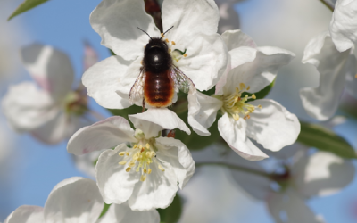 Le Pommier d’ornement Malus Evereste