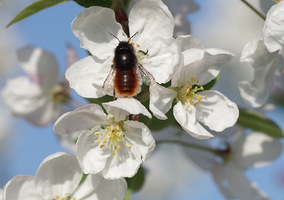 Le Pommier d’ornement Malus Evereste