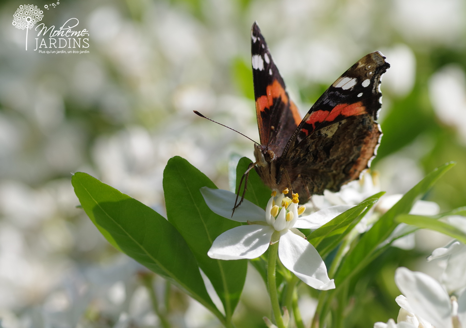 Un jardin blanc et convivial