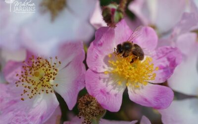 Fleurissement d’un jardin à Pleurtuit