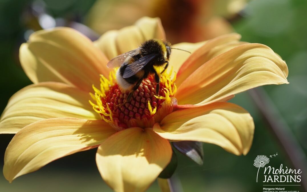 Un jardin de campagne fleuri et coloré