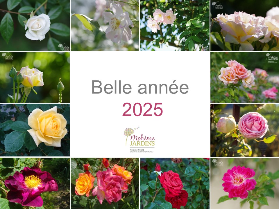 Voeux 2025 – C – Morgane Molard Paysagiste