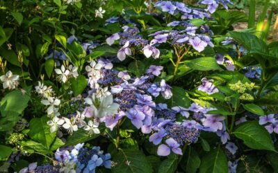 Les Hortensias
