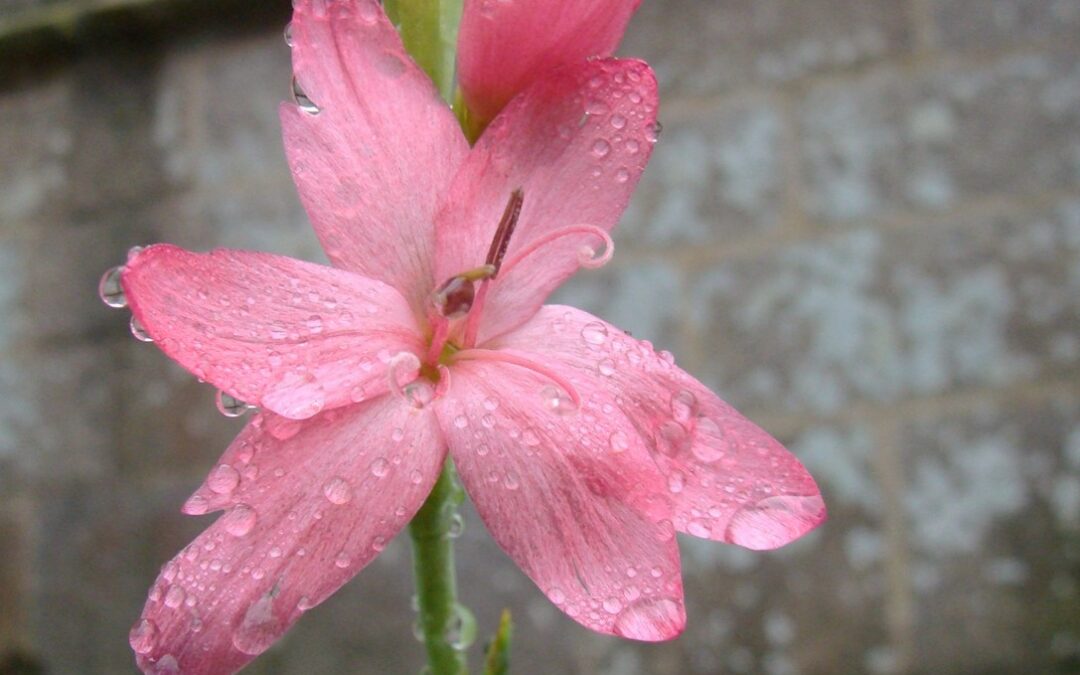 Intimité, détente et bien-être au jardin