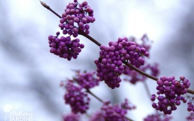 Un beau jardin naturel en hiver