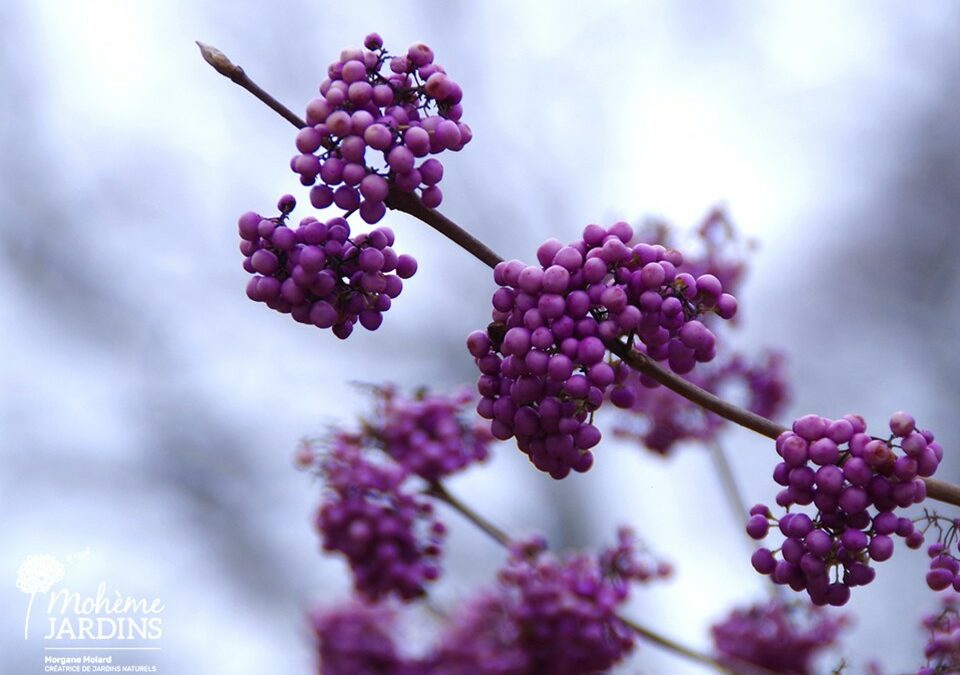 Un beau jardin naturel en hiver