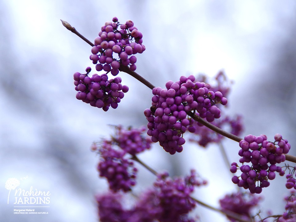 Callicarpa – C – Morgane Molard