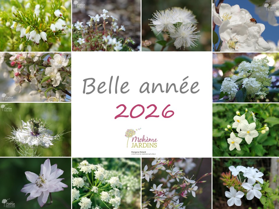 2026 Voeux – C – Morgane Molard Paysagiste créatrice de jardins naturels