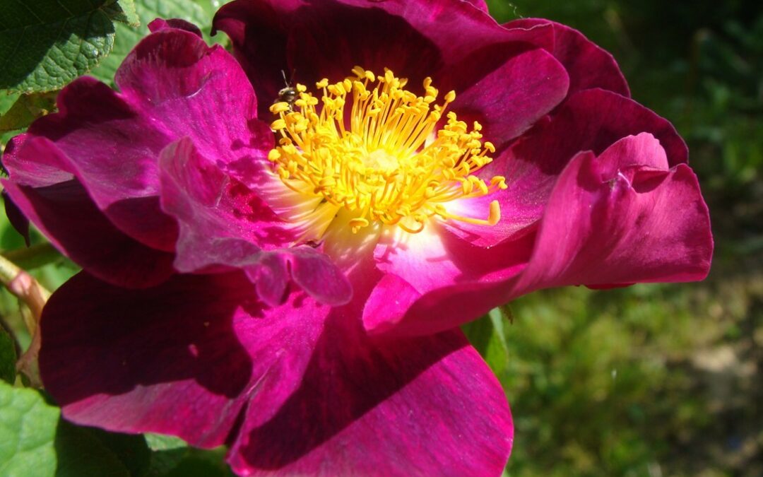 Un jardin comme un tableau