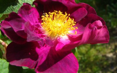 Un jardin comme un tableau